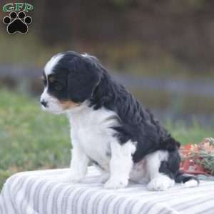 Harvey, Cavapoo Puppy